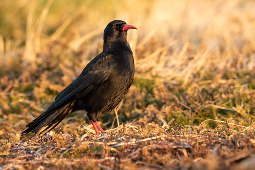 southstackcliffs holyhead anglesey wales chough canon canon7dmkii handheld nohide dawn sunrise ngc wildlife wild natural