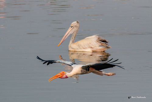 uppalapadubirdsanctuary painted stork spot billed pelican