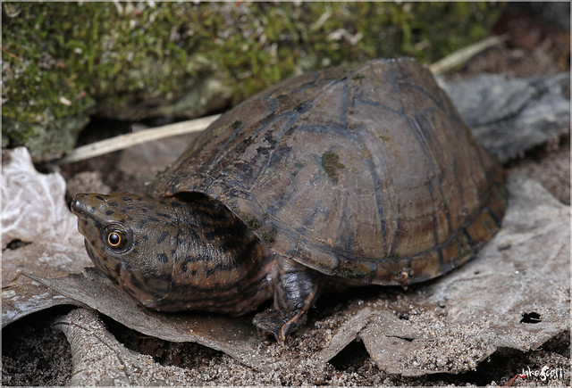 Intermediate Musk Turtle (Sternotherus intermedius)