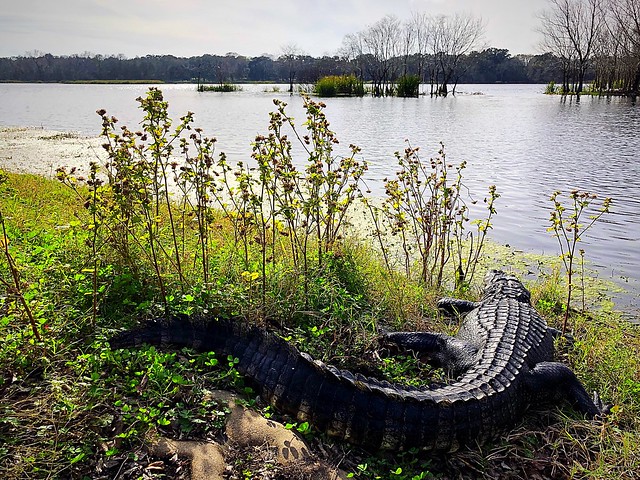Alligator sunning at 40-Acre Lake in Brazos Bend State Park (1/17/2019)