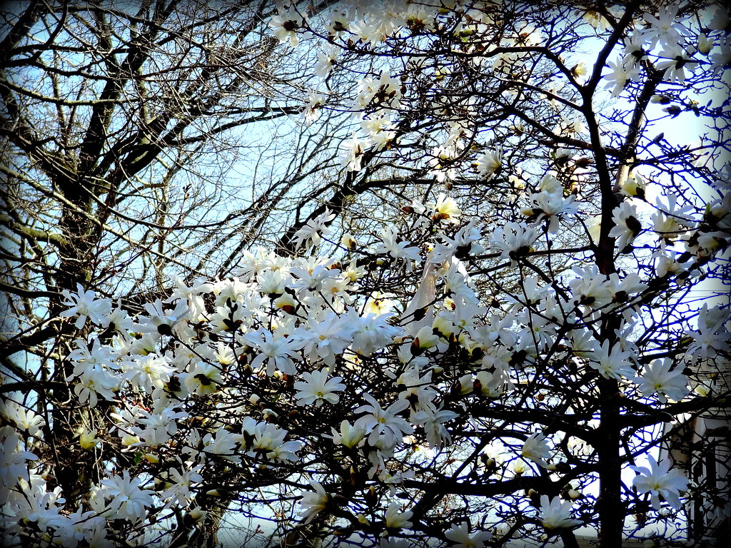 Colors of Spring. Magnolia