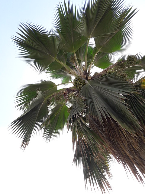 Under the palmtree