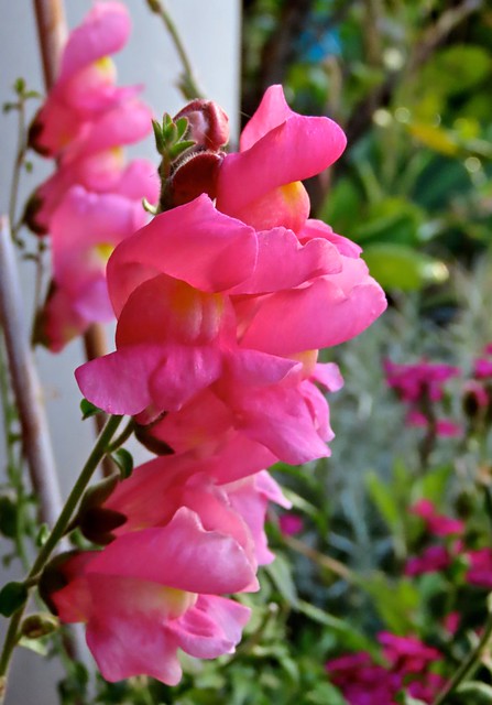 Winter Snapdragons In The Rain