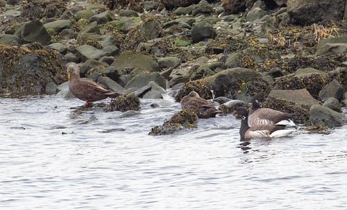 American Black Ducks and Brants loafing
