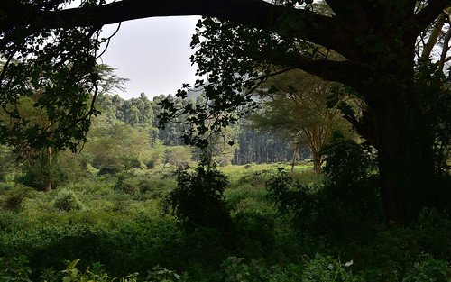 landscape greatriftvalley lakenaivasha desktop kenya trees featured
