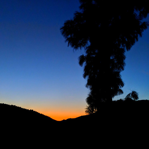 california cali ca sequoia sequoianationalpark nationalpark park sunset silhouette pine tree dusk twilight orange threerivers kerncounty kaweah