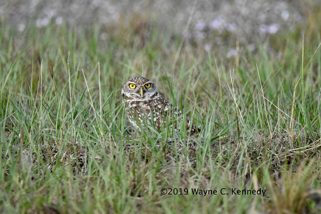 Burrowing Owl at Cape Coral