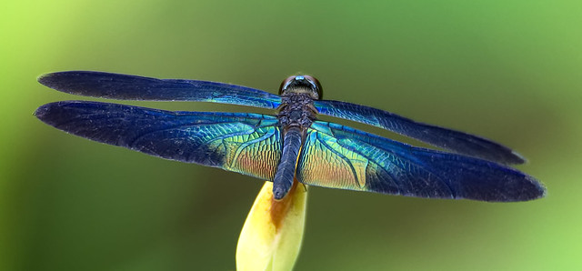 Dragonfly - Pai - Northern Thai Jungle
