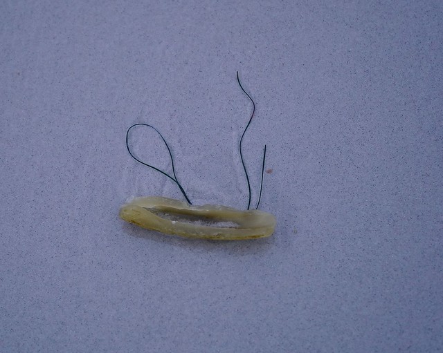 Seagrass, Asilomar SB, CA 12-03-18