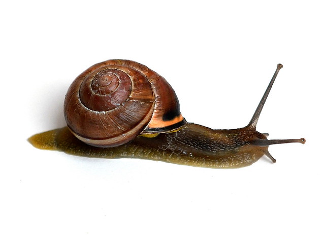 Parksnäcka / Brown Lipped Snail (Cepaea nemoralis)