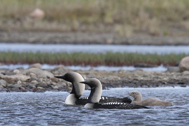 Pacific Loon or Pacific Diver with a young chick in arctic waters