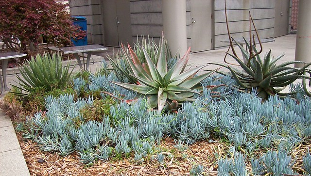 succulent garden, Union Square San Francisco