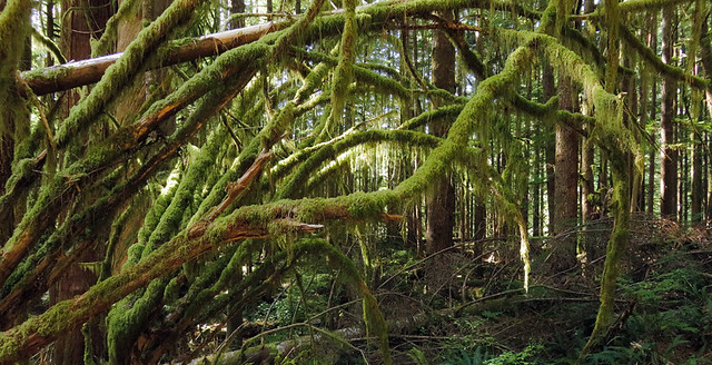 Mossy trees at Avatar Grove near Port Renfrew on Vancouver Island, Canada