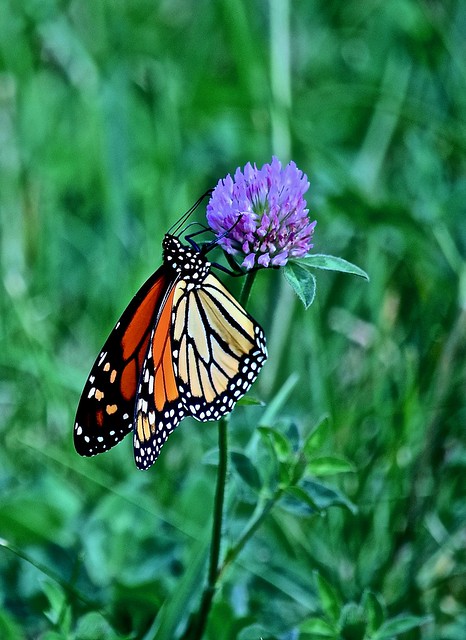 MONARCH HANGING ON..., ACA PHOTO