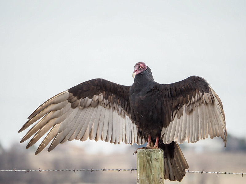 Vulture spreading its wings