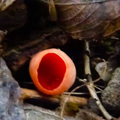 Winter fungi: scarlet elf cups