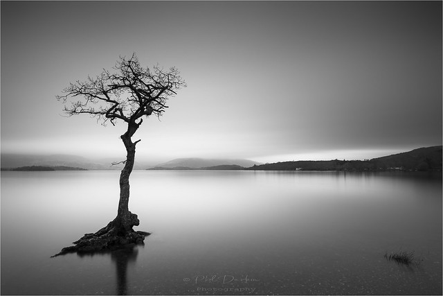 Lone Tree - Loch Lomond