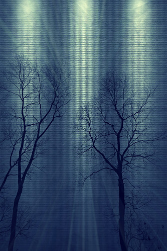 Bare Trees | by Dave Linscheid