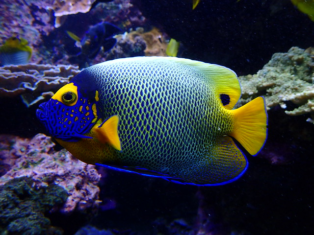 Pomacanthus xanthometopon - Poisson-ange à tête bleue ou Poisson-ange à front jaune ou Holacanthe à front jaune - Blueface angelfish or Yellowface angelfish ou Yellowmask angelfish  - 02/01/19
