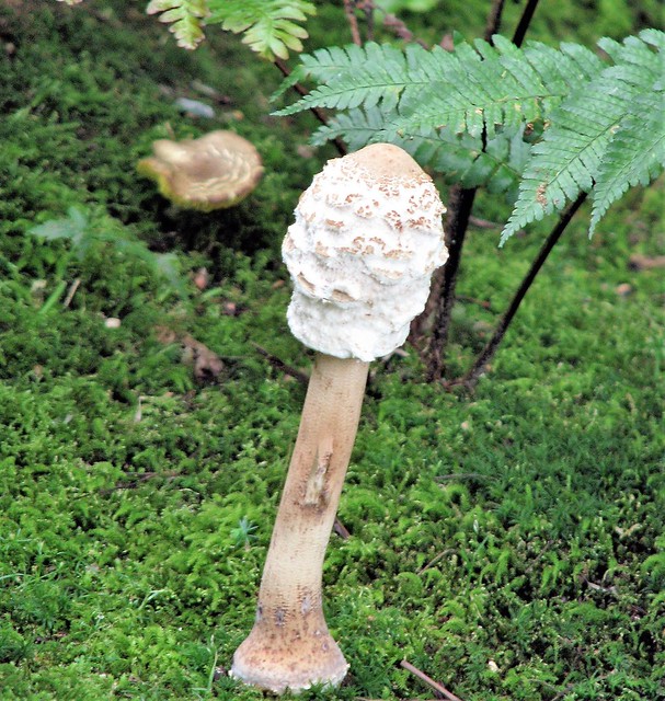 Mushroom 0956