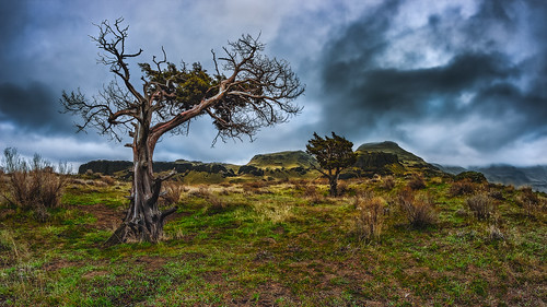 wallula washington landscape storm canon rokinon fisheye 8mm tree trees nature