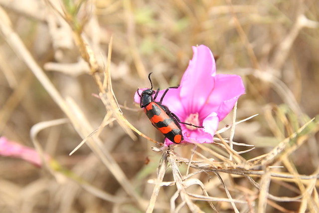 a blister beetle, Meloidae, Tighanimine El Baz, Morocco, 3rd March 2019