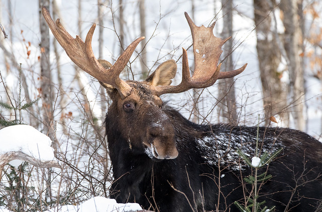 Bull Moose in the snow