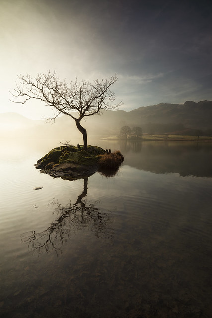 the tree at rydal water