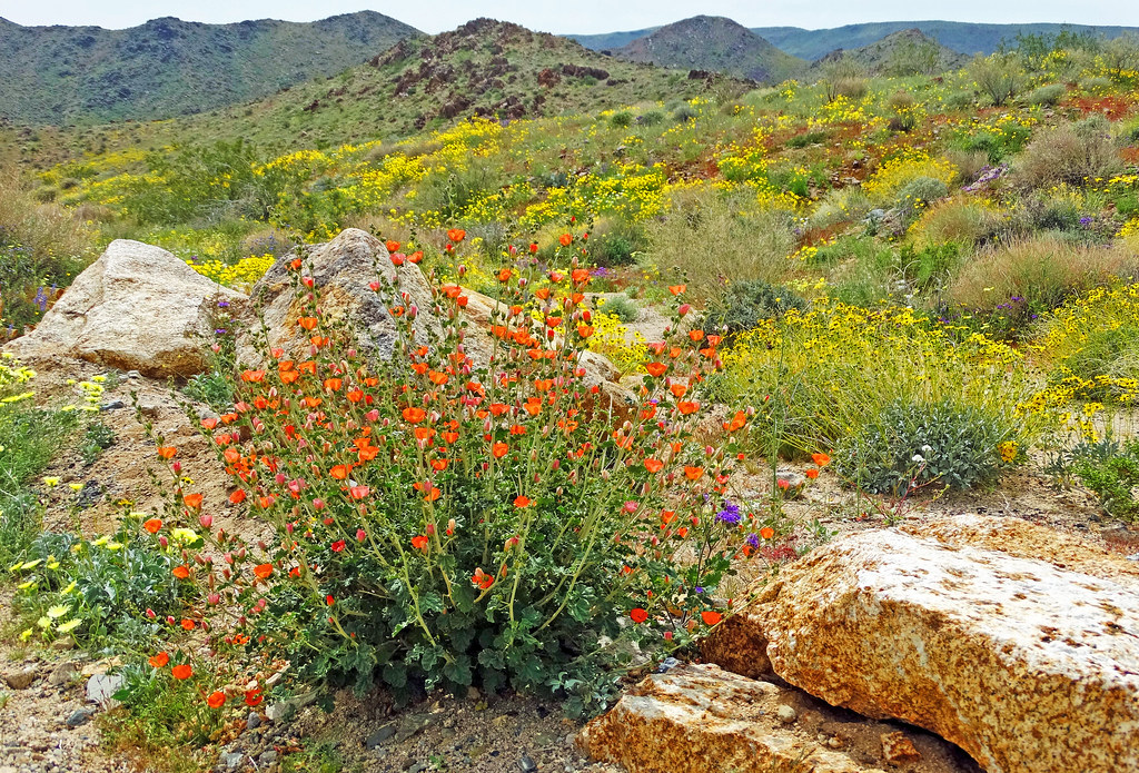 Desert in Bloom, Joshua Tree NP 3-19