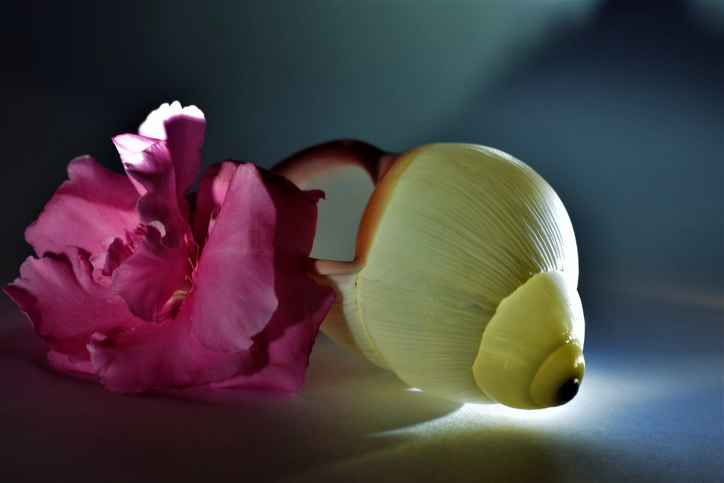 Shell & flower