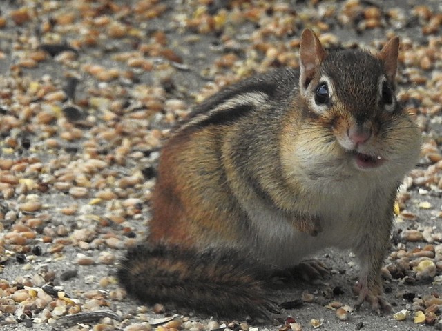Now that’s a mouth full - chipmunk