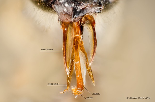 Aparelho lambedor abelha Apis Melífera