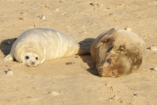 Grey Seal mum and baby