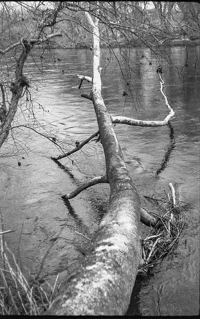 fallen tree, French Broad River, Hominy Creek River Park, Asheville, NC, FED 4, Arista.Edu 200, HC-110 developer, 3.26.19