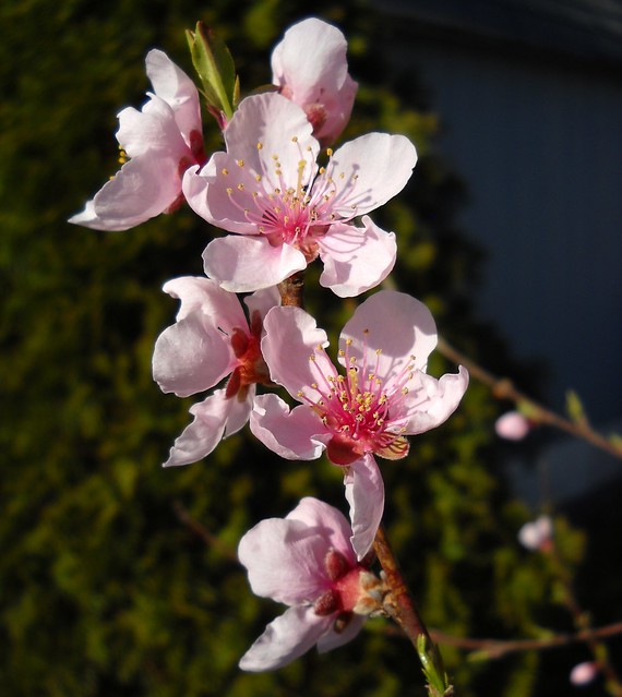 Peach tree blossoms