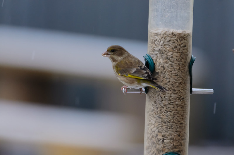 Greenfinch / seed feeder