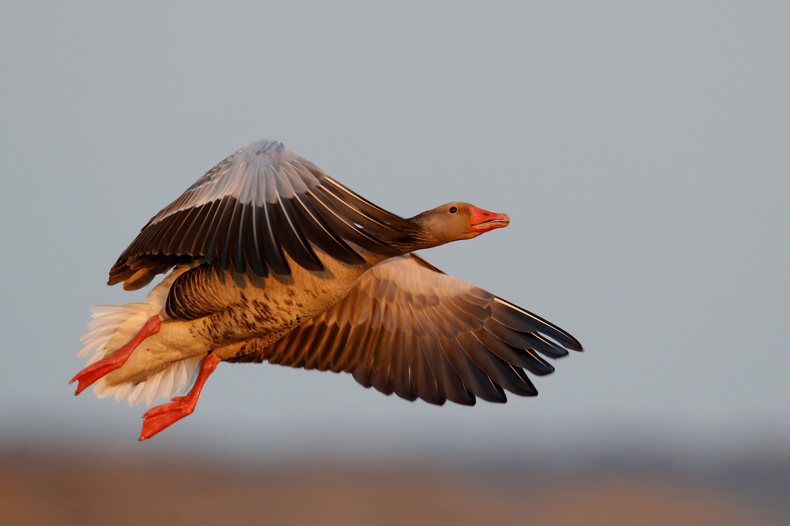 Anser anser | Greylag Goose | grågås