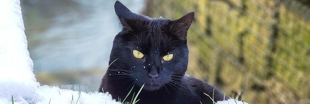 Steve the snow panther