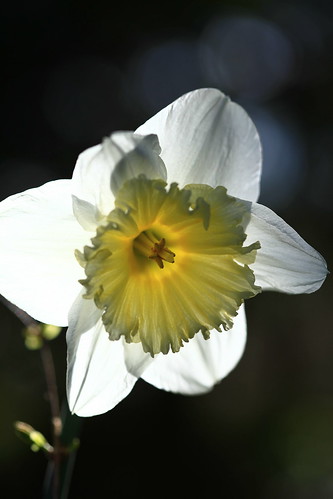 Daffodil glowing in the sun