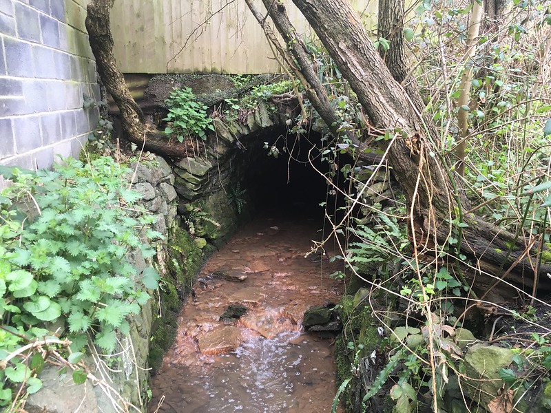 Coombe Brook comes out from underground