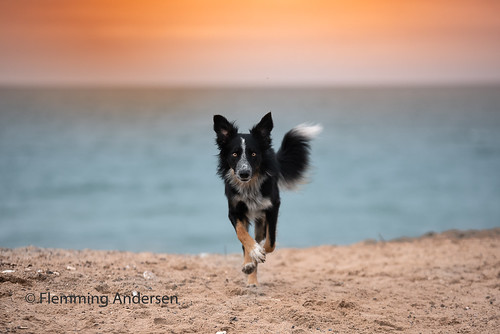 sun beach sunset pet nature water dog bordercollie outdoor frisbee animal