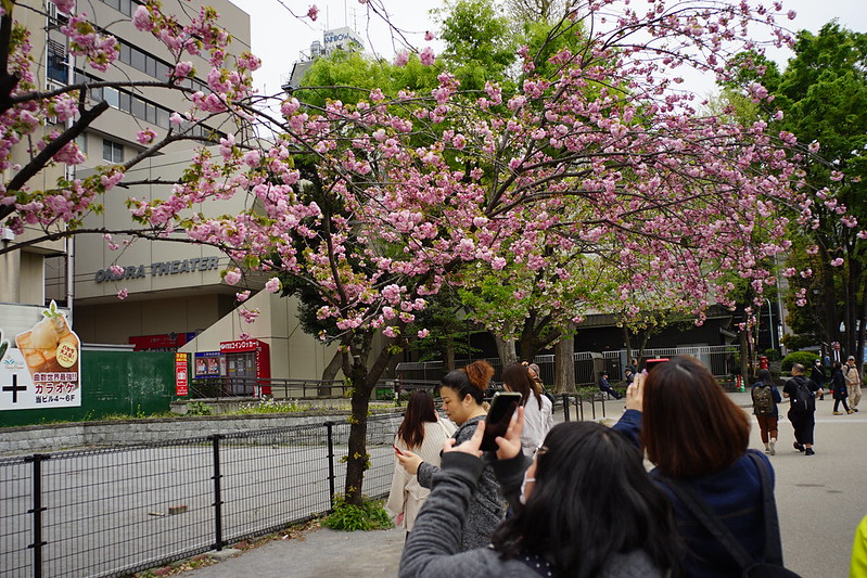 Sony α7Ⅱ+Voigtlander COLOR SKOPAR 21mm F4上野公園不忍池の桜