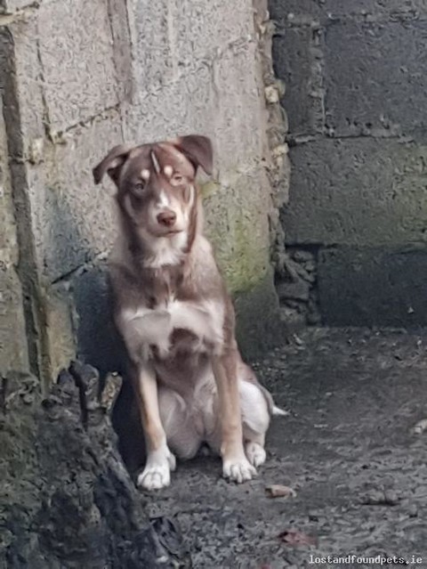[Finder Keeping Pet] Sat, Jan 26th, 2019 Found Female Dog - Mccormack Estate, Castlebar, Mayo