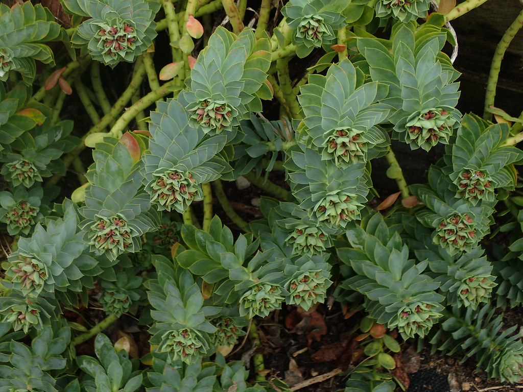 Euphorbia myrsinites reddish form