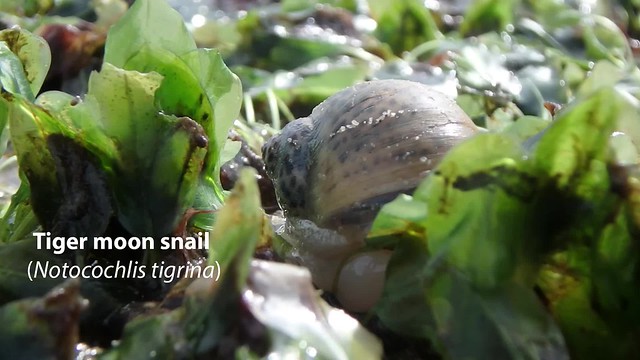 Tiger moon snail (Notocochlis tigrina)