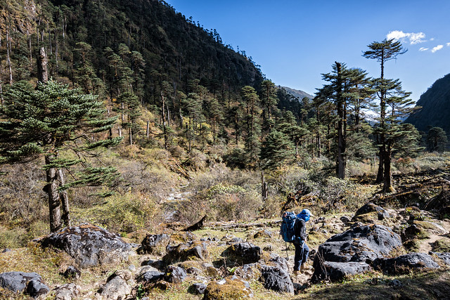 Trekker near Maurothang camp - Wangdue Phodrang district - Snowman Trek - Bhutan