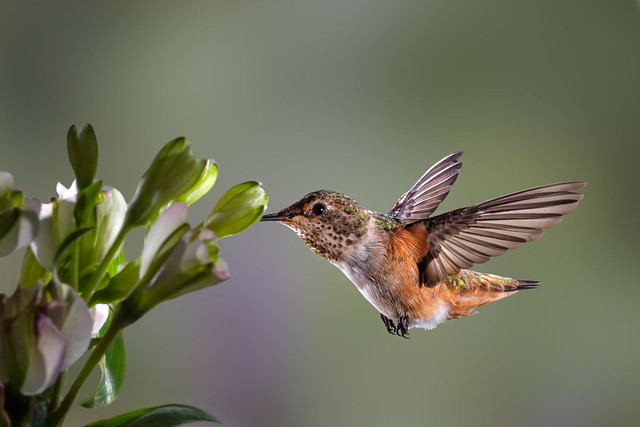 Just a Nice Hummingbird