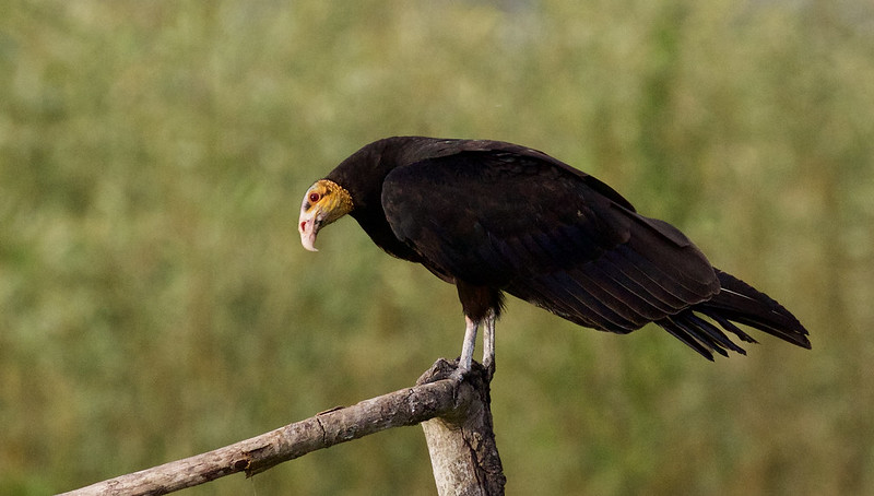 Lesser Yellow-headed Vulture (Cathartes burrovianus Ascanio_Peruvian Amazon199A5846