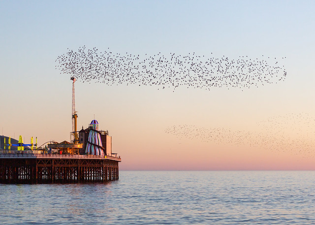 Brighton Starlings and Brighton Place Pier