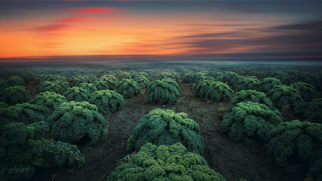 Field of curly kale